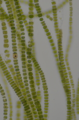 Ulothrix