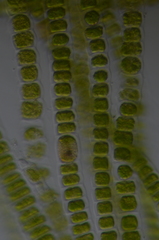 Ulothrix