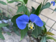 Commelina