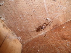 Steatoda grossa