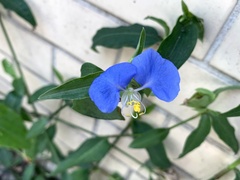 Commelina