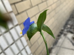 Commelina