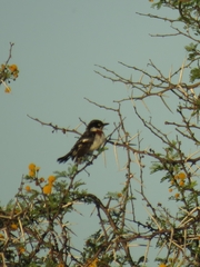 Batis molitor molitor