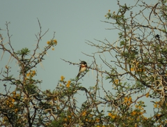 Batis molitor molitor