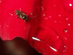 Ausejanus albisignatus