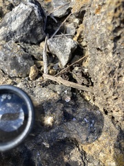 Psora pseudorussellii