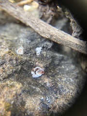 Psora pseudorussellii