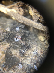 Psora pseudorussellii