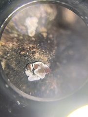 Psora pseudorussellii