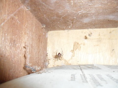 Steatoda grossa