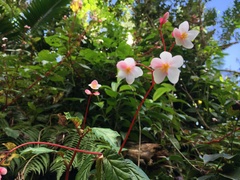 Begonia decandra