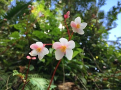 Begonia decandra