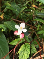 Begonia decandra