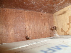 Steatoda grossa