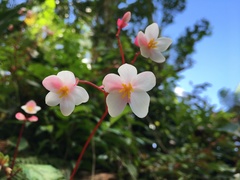 Begonia decandra