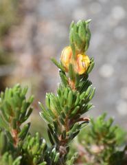 Pultenaea canaliculata