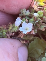 Nemophila pedunculata