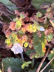 Nemophila pedunculata