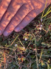 Nemophila pedunculata