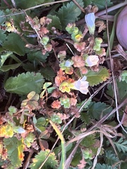 Nemophila pedunculata
