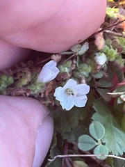 Nemophila pedunculata