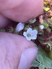 Nemophila pedunculata