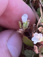 Nemophila pedunculata