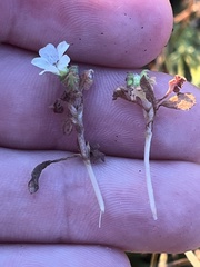 Nemophila pedunculata