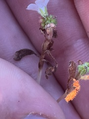 Nemophila pedunculata