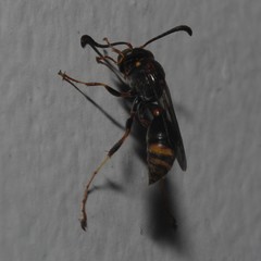 Ammatomus