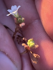 Nemophila pedunculata