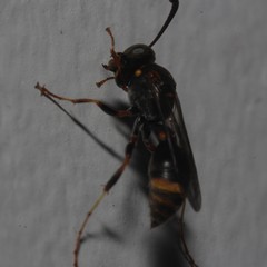 Ammatomus