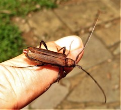 Xystrocera natalensis