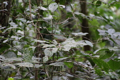 Basileuterus melanotis