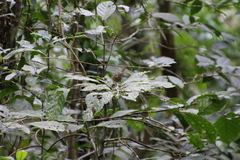 Basileuterus melanotis