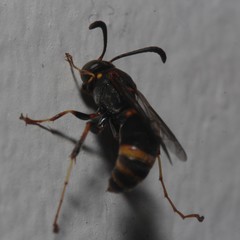 Ammatomus