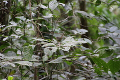 Basileuterus melanotis