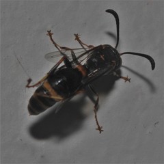 Ammatomus