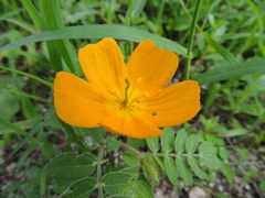 Kallstroemia peninsularis