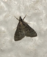 Steniini