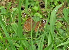 Junonia natalica natalica