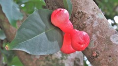 Syzygium malaccense