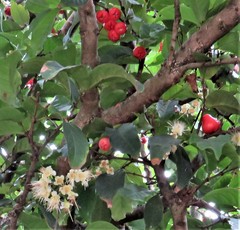 Syzygium malaccense