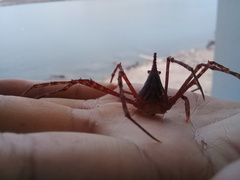 Stenorhynchus debilis