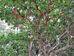 Syzygium malaccense