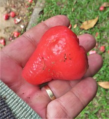 Syzygium malaccense