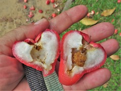 Syzygium malaccense