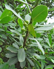 Ficus natalensis