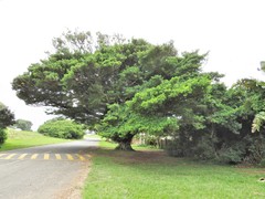 Ficus natalensis