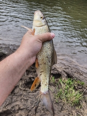 Moxostoma erythrurum